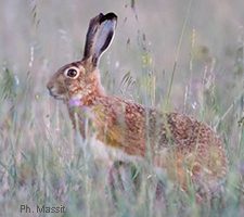 Lepus granatensis